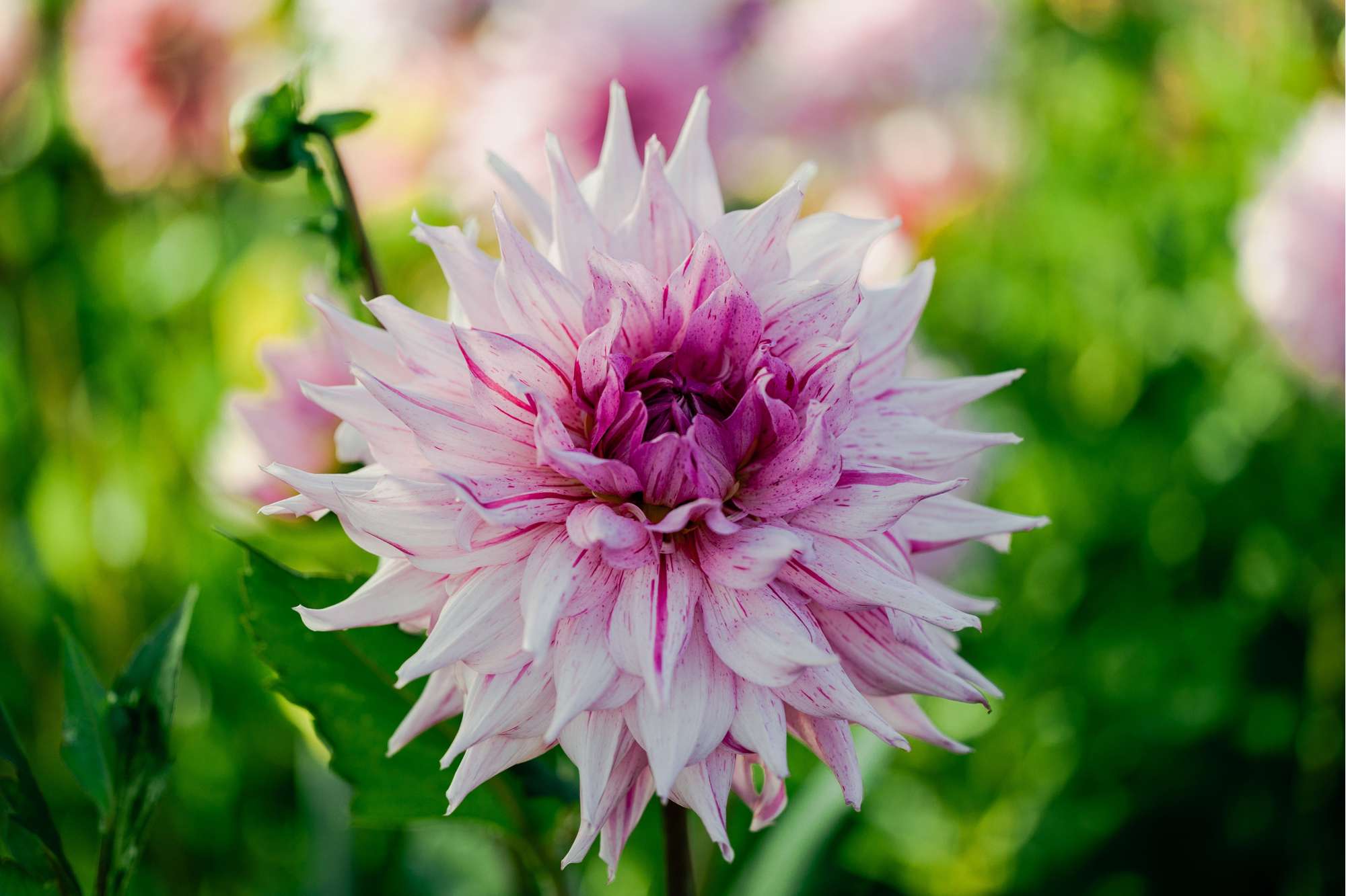 Dahlia 'American Dream'